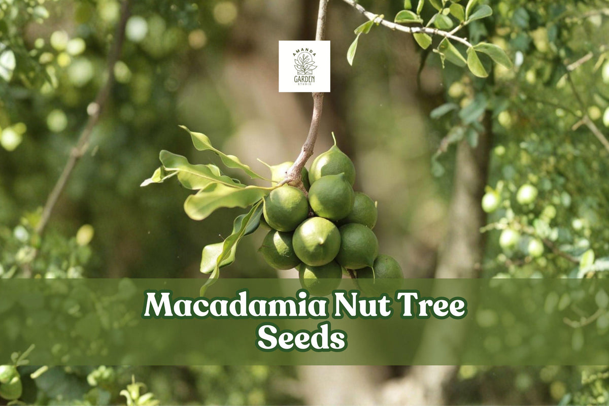 Macadamia Nut Tree Seeds - 5 Dormant Seeds, Tropical Evergreen, Edible Nuts, Macadamia integrifolia