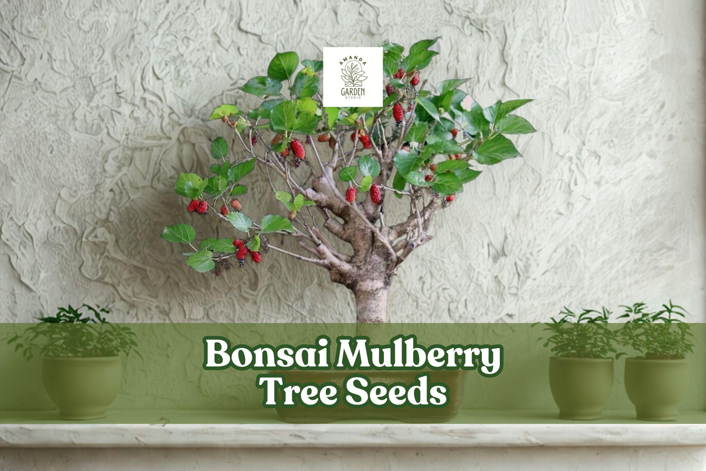 25 Bonsai Mulberry Tree Seeds – Morus Nigra, Miniature Decorative Fruit Tree for Bonsai & Indoor Gardens