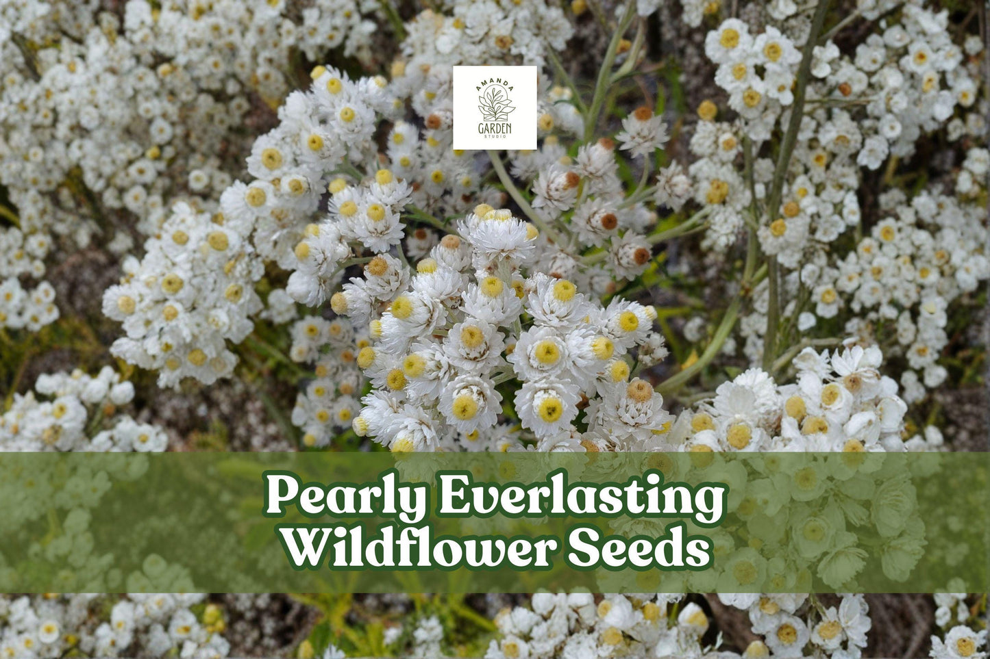 Pearly Everlasting Seeds - Anaphalis margaritacea - Drought-Tolerant Perennial Wildflower for Pollinator Gardens & Bouquets