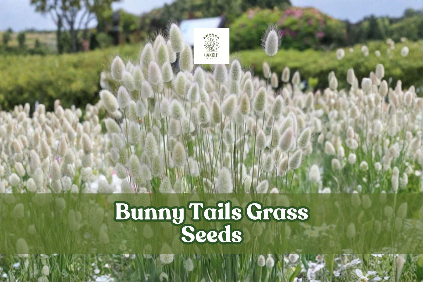 Bunny Tails Grass Seeds, Lagurus Ovatus, Ornamental Dwarf Grass for Gardens, Pots & Dried Arrangements, 30 Seeds