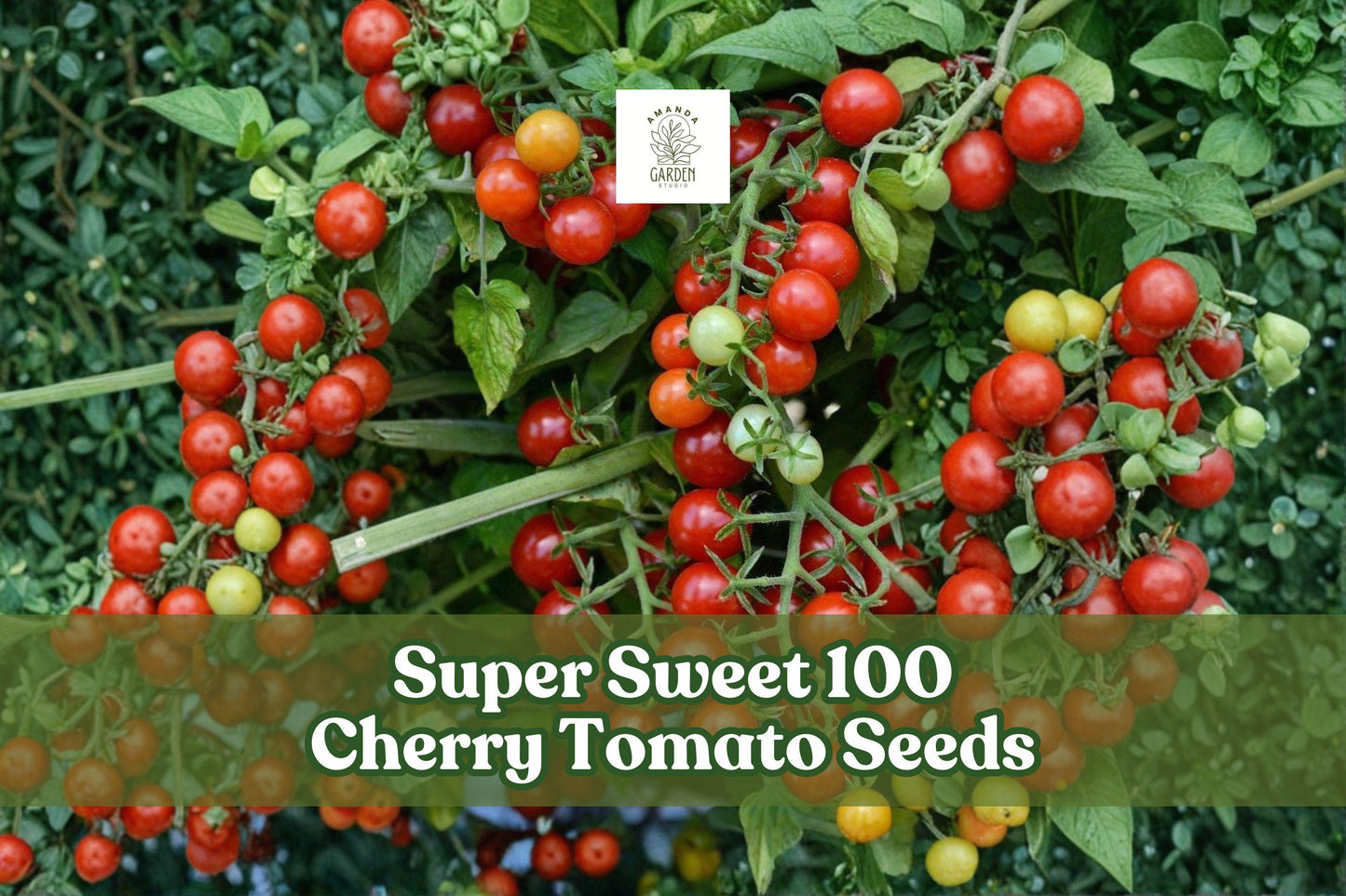 Super Sweet 100 Cherry Tomato Seeds | Solanum lycopersicum | Extra Sweet, Prolific, Easy Grow, 100+ Seeds