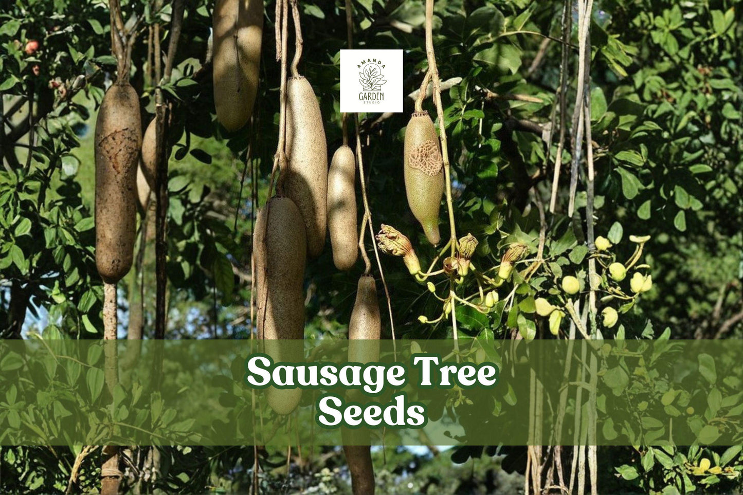 10 Kigelia africana Seeds | Exotic Tropical Sausage Tree with Red Flowers | Ornamental Plant for Gardens