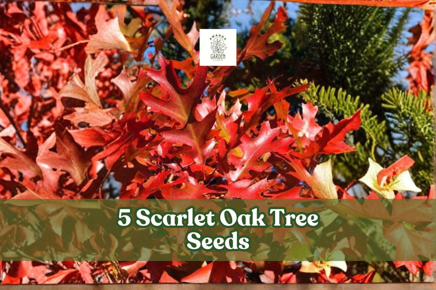 Scarlet Oak Tree Seeds – Quercus coccinea – Fall Foliage, Shade Tree, Native North American Tree, 5 Seeds