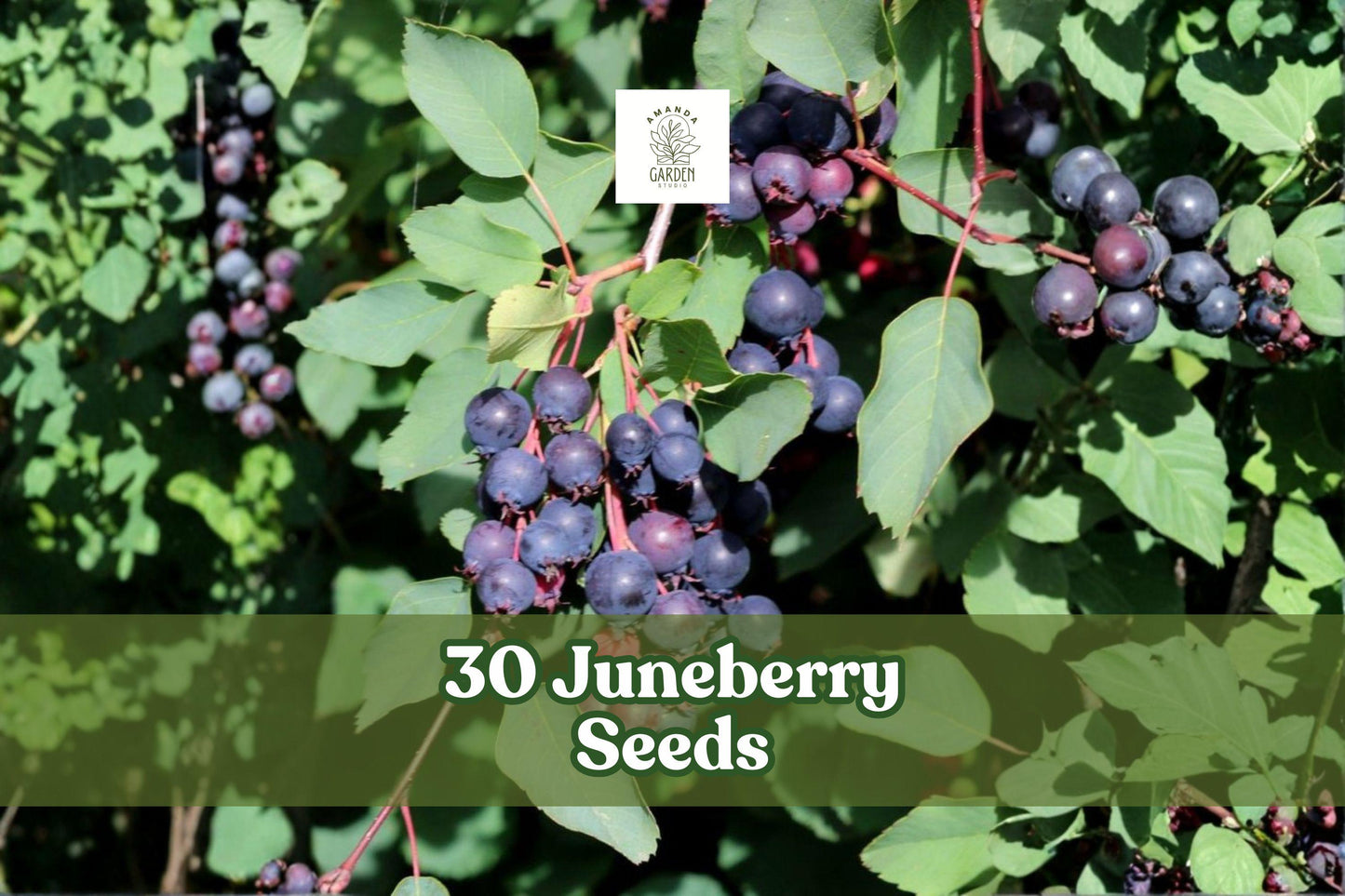 Juneberry Seeds | Amelanchier lamarckii Edible Berry Shrub for Garden, Hedges & Wildlife | Non-GMO, White Flowers