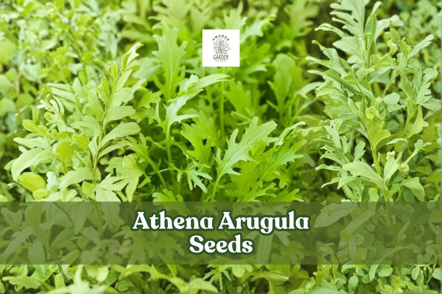 200 Athena Arugula Seeds | Eruca vesicaria | Fast-Growing Salad Green for Home Gardens & Containers