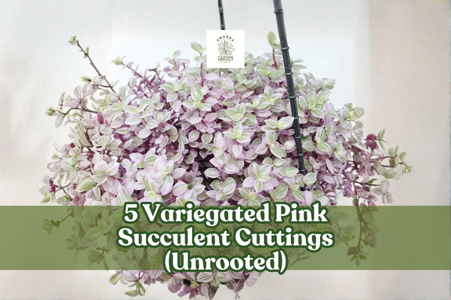 Variegated Pink Succulent Cuttings – Trailing Houseplant Decor, Callisia repens variegata, Unrooted, Bright Pink, Green & Cream