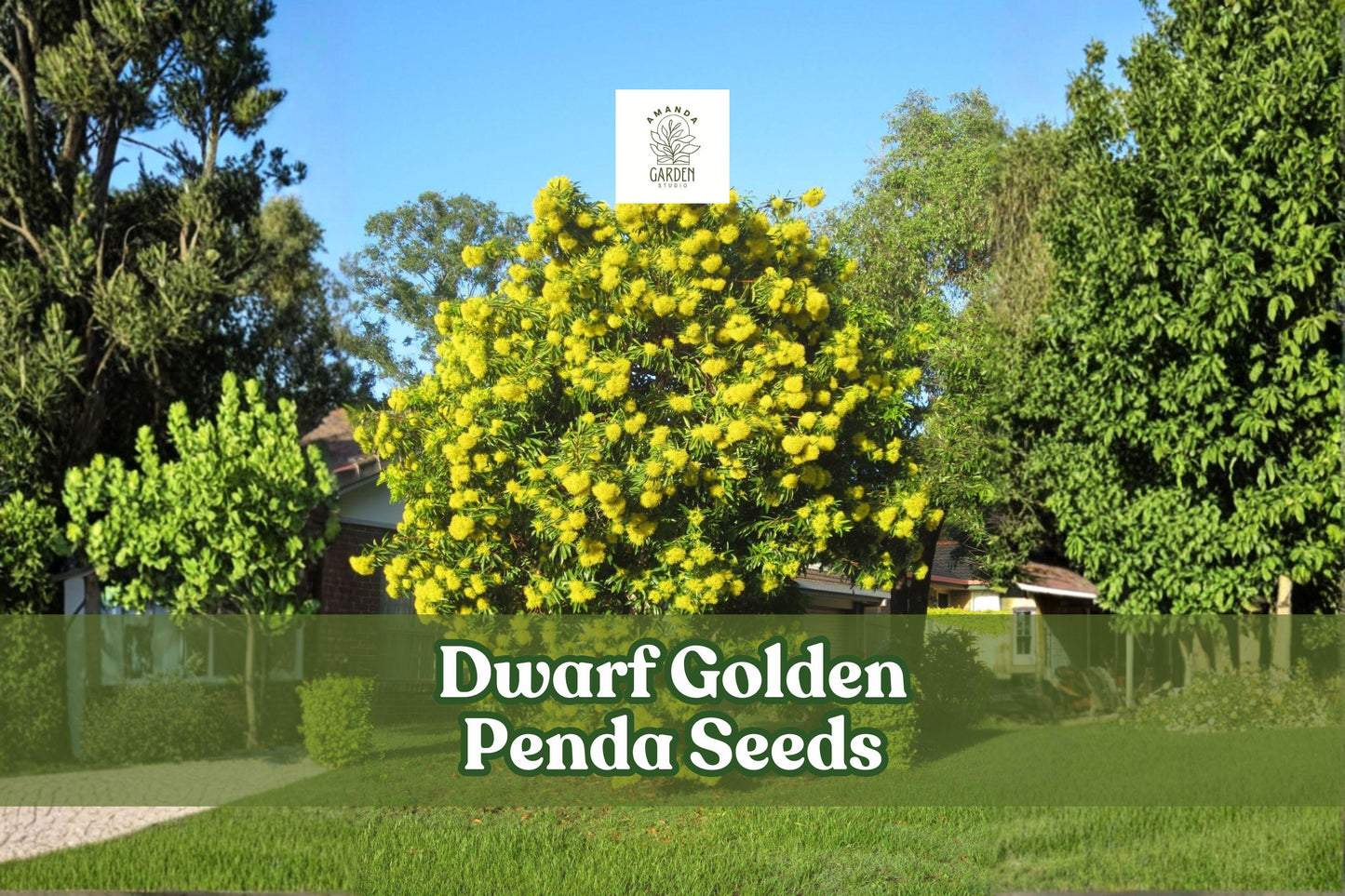 Dwarf Golden Penda Seeds (Xanthostemon chrysanthus) – Tropical Ornamental Shrub, Bright Golden-Yellow Flowers, Compact Size, 30 Seeds