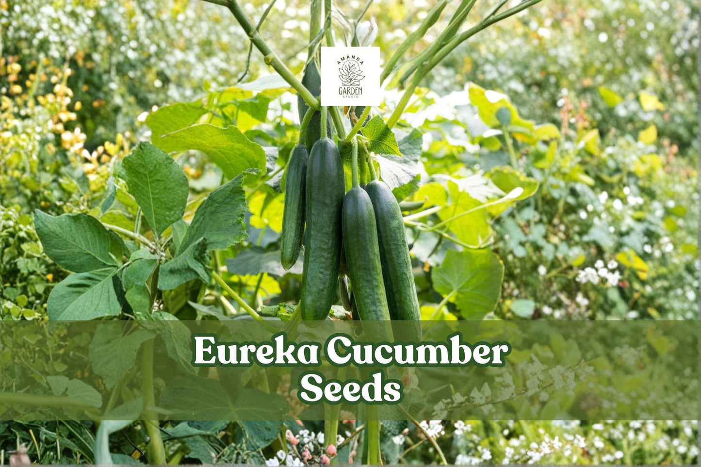 Eureka Cucumber Seeds – Heirloom, Pickling & Slicing Variety, Non-GMO, 50 Seeds Cucumis sativus for Home Garden, Container, or Greenhouse
