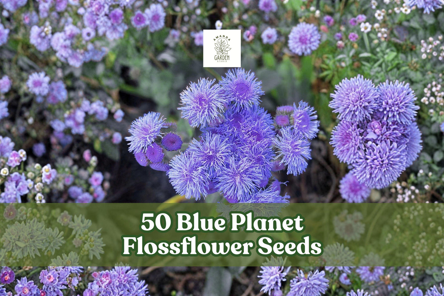 Blue Planet Flossflower Seeds – Ageratum houstonianum, Compact Blue Blooms, Pollinator-Friendly, 50 Seeds
