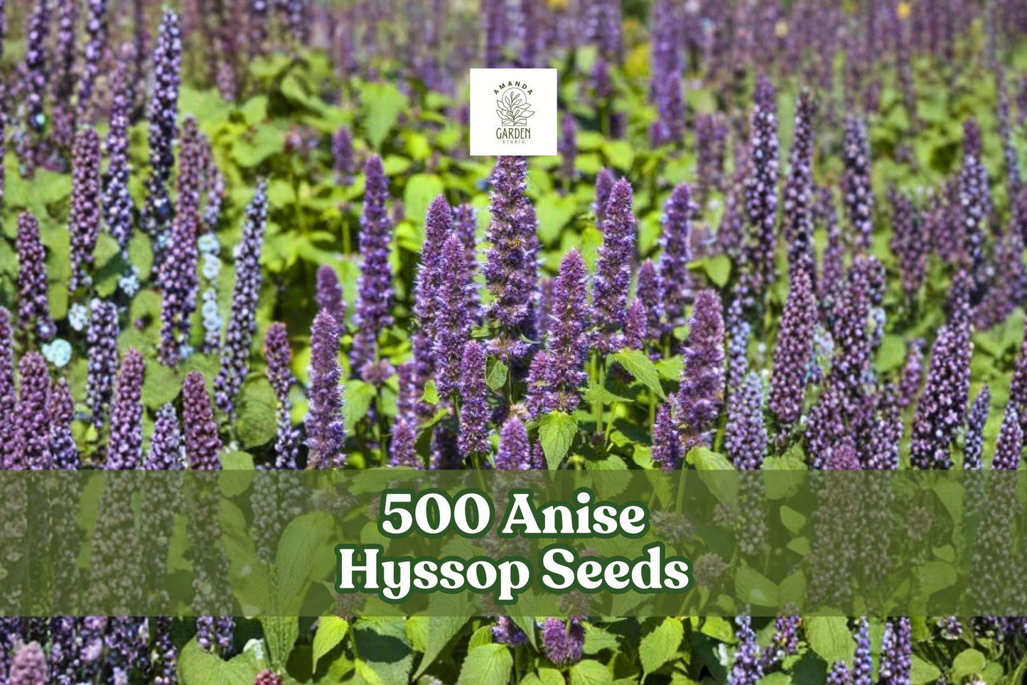 500 Anise Hyssop Seeds | Agastache foeniculum | Fragrant Pollinator Wildflower for Bees & Butterflies