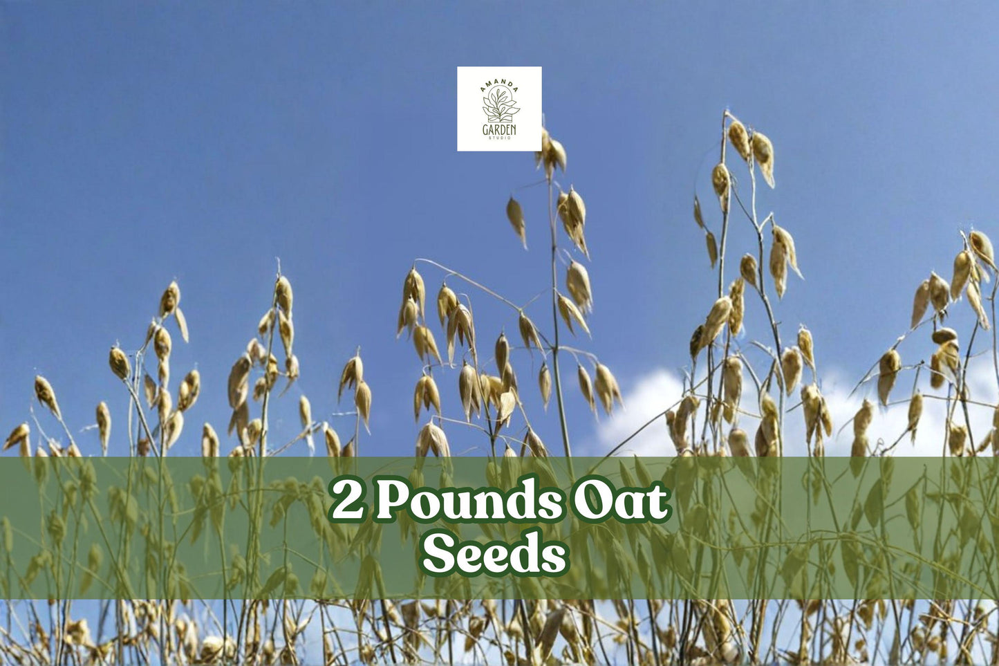 2 lbs Non-GMO Avena sativa Oat Seeds for Cover Crop, Grain, and Animal Feed | Bulk, Untreated Grain Seed