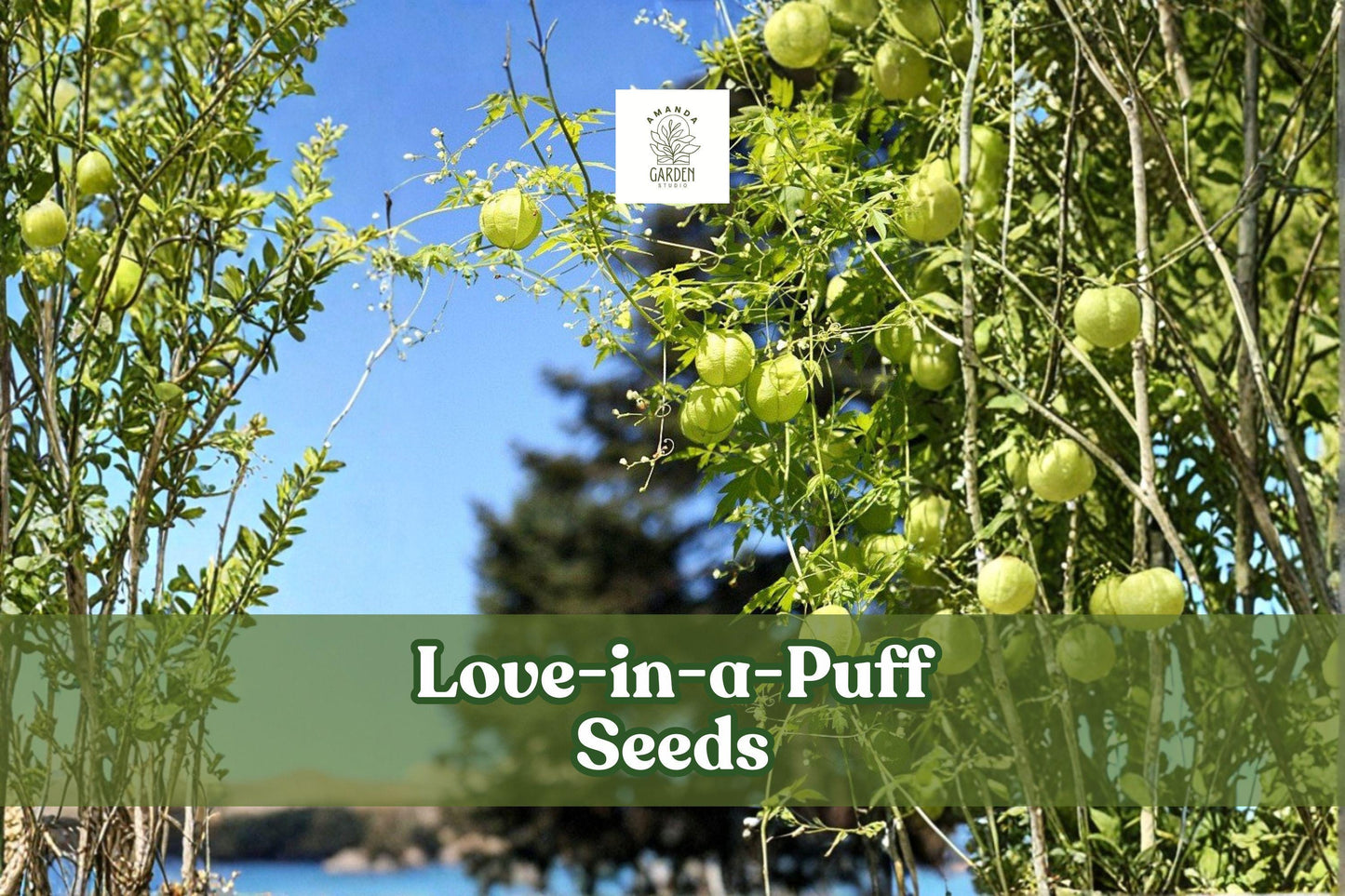 25 Love-in-a-Puff Seeds | Balloon Vine Climbing Plant | Cardiospermum halicacabum | Ornamental White Flower & Seed Pods