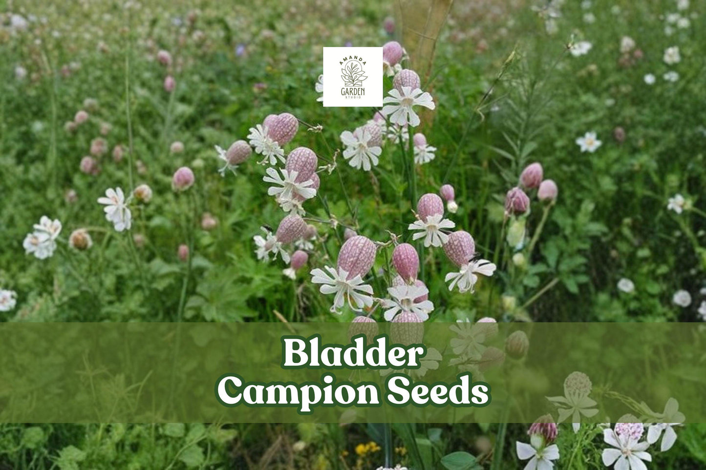 50 Bladder Campion Seeds | Silene vulgaris Perennial Wildflower for Pollinator Gardens