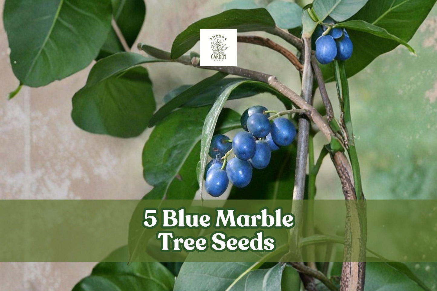 Blue Marble Tree Seeds - Elaeocarpus angustifolius - Exotic Tropical Ornamental Evergreen with Blue Fruits, Glossy Green Foliage