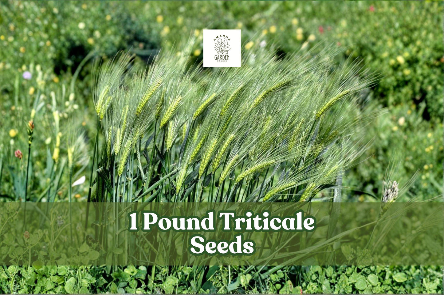 1 Pound Triticale Seeds | Hybrid Grain Crop ×Triticosecale | Non-GMO Cover & Forage Seed