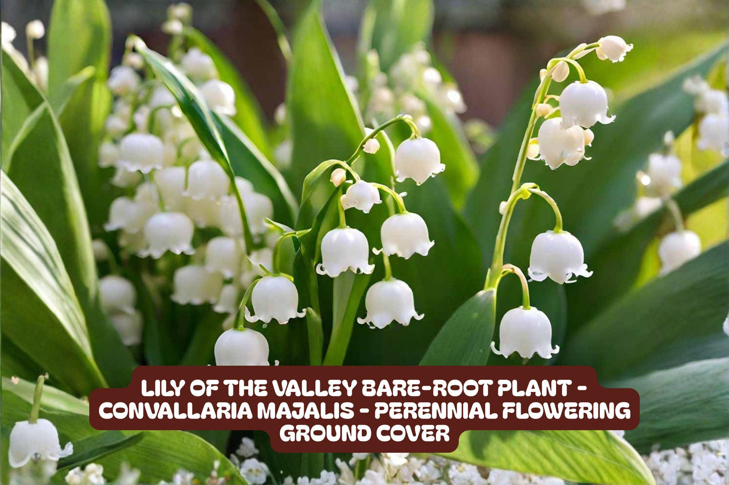 Lily of the Valley Bare-Root Plant - Perennial Ground Cover - Fragrant White Flowers - Convallaria Majalis