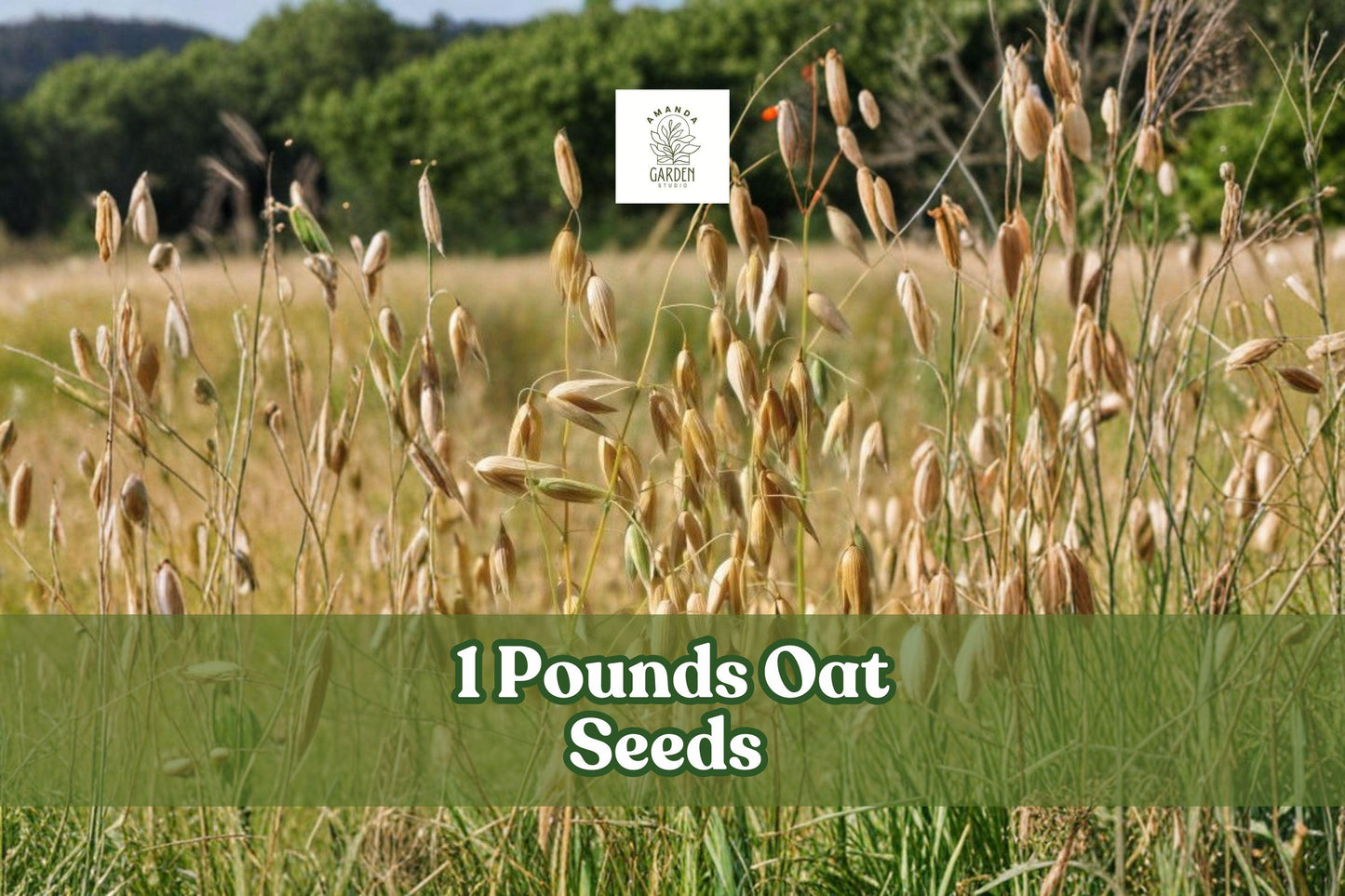 1 Pound Non-GMO Oat Seeds | Avena sativa Grain Crop for Cover Cropping, Feed & Gardening