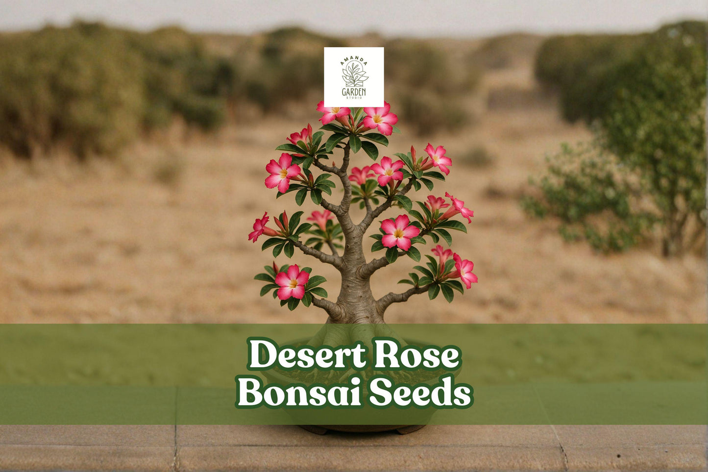 10 Desert Rose Bonsai Seeds | Adenium Obesum | Multicolor Flowering Succulent Plant