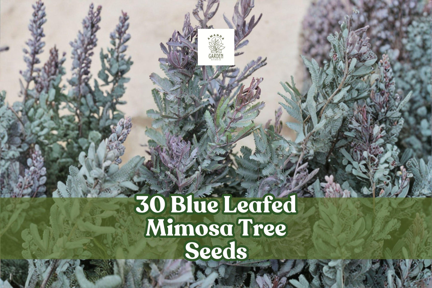 Blue Leafed Mimosa Tree Seeds | Acacia baileyana Purpurea | Ornamental Drought-Tolerant Garden Tree | 30 Seeds