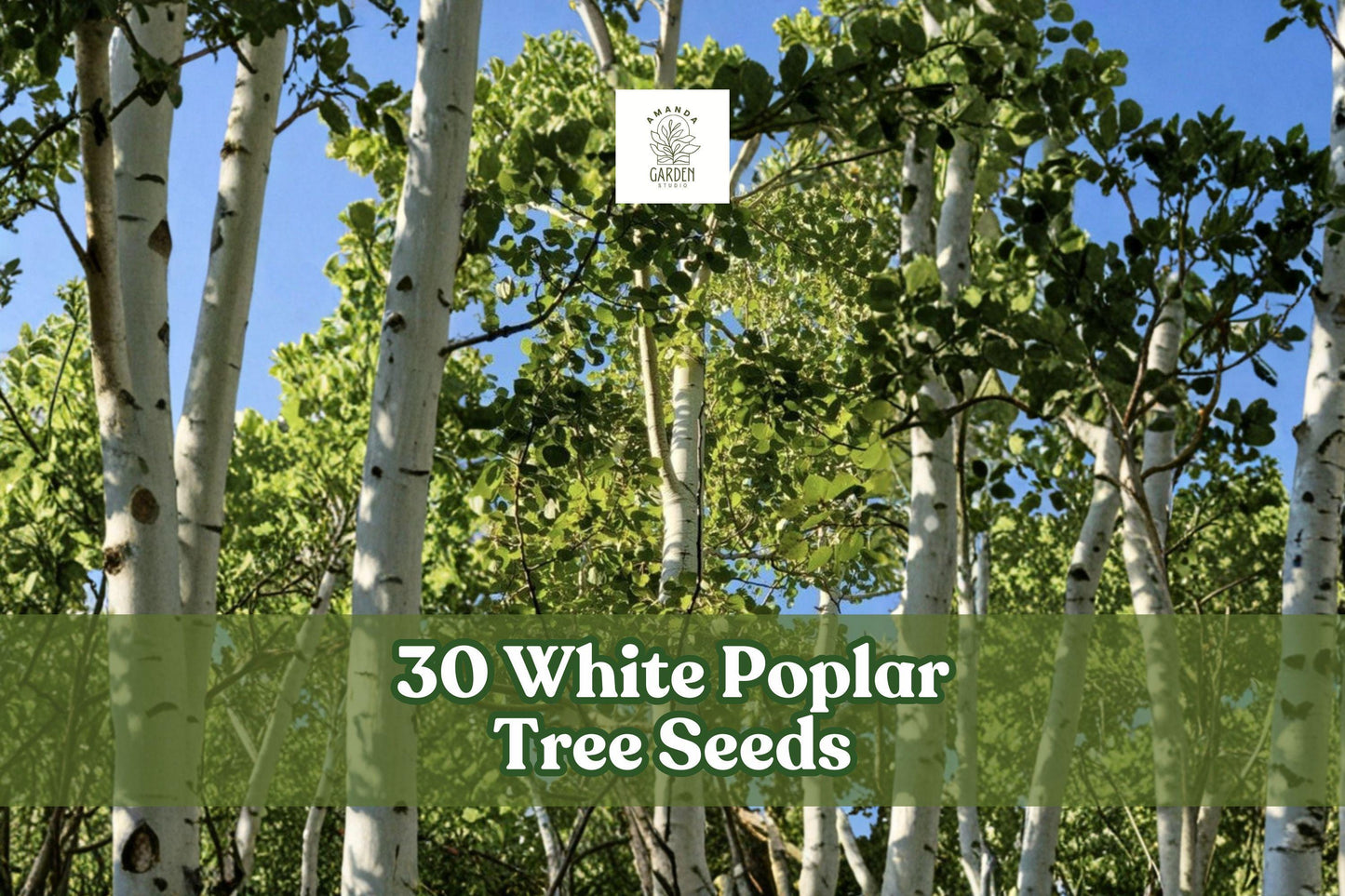 White Poplar Tree Seeds – 30 Non-GMO Populus alba Fast-Growing Ornamental Shade Tree for Gardens