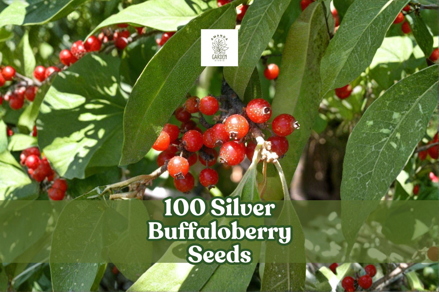 100 Silver Buffaloberry Seeds Shepherdia argentea Native Shrub for Landscaping & Wildlife Gardens