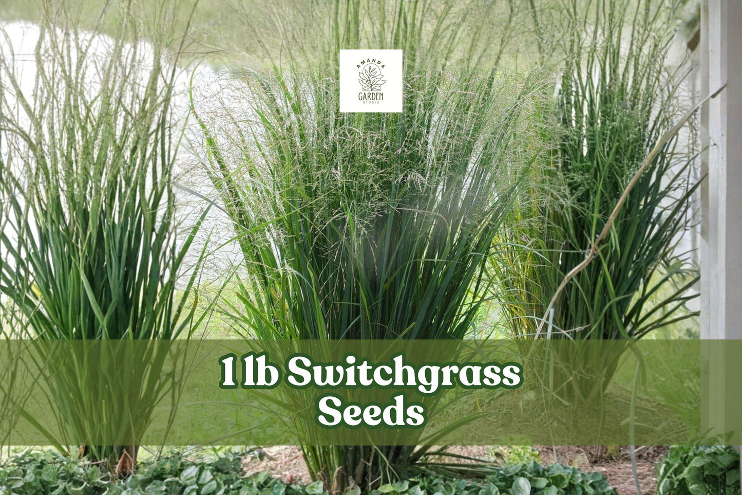 1 lb Switchgrass Seeds for Planting | Panicum virgatum | Native Prairie Grass for Landscaping & Conservation