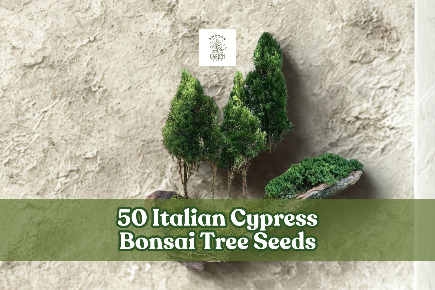 Italian Cypress Bonsai Tree Seeds – 50 Pack, Cupressus sempervirens, Evergreen Conifer for Bonsai & Container Gardening