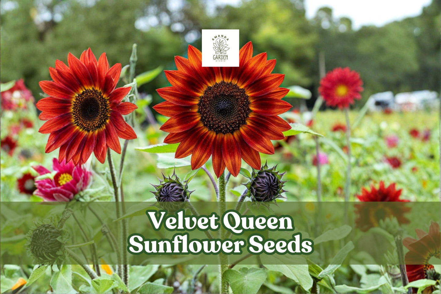 50 Velvet Queen Sunflower Seeds – Deep Red Helianthus annuus for Garden Beds, Borders & Cut Flowers