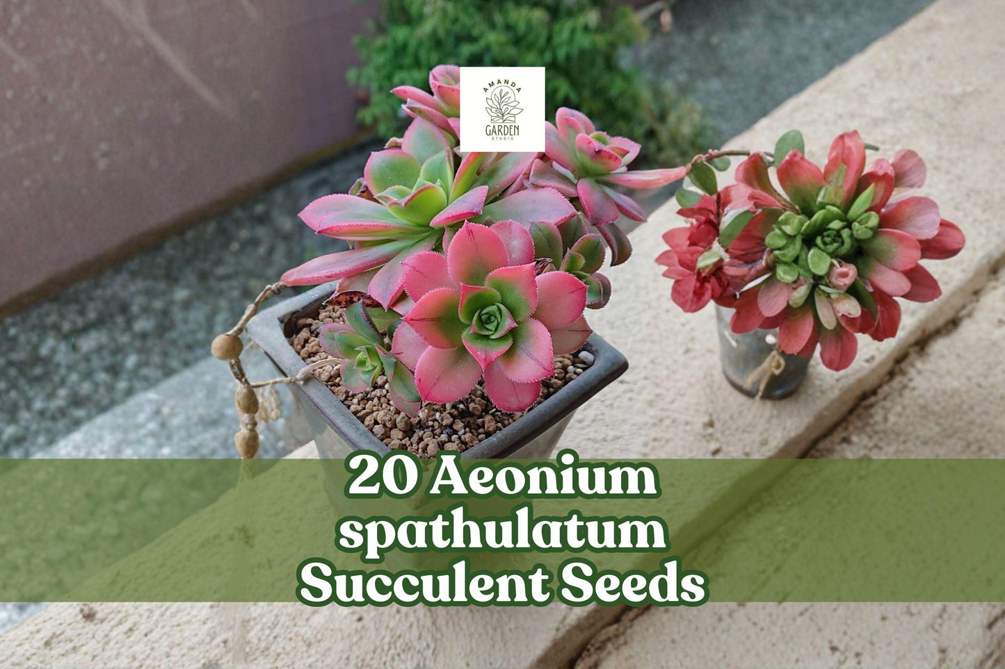20 Aeonium spathulatum Succulent Seeds | Rosette, Compact, Ornamental Plant for Containers & Indoor Gardens