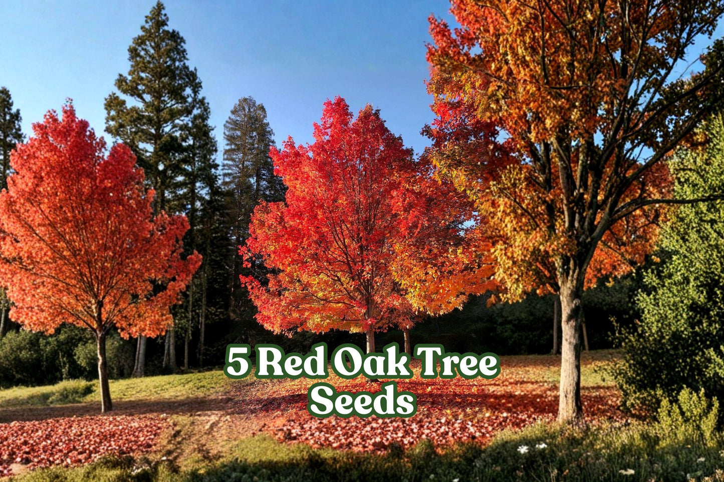 Red Oak Tree Seeds for Planting | Quercus rubra | Deciduous Landscape & Bonsai Seeds (5 Pack)