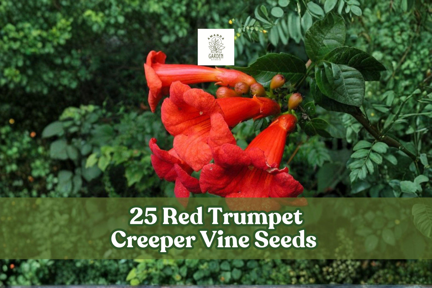 25 Red Trumpet Creeper Vine Seeds | Campsis radicans Perennial Climbing Flowering Vine