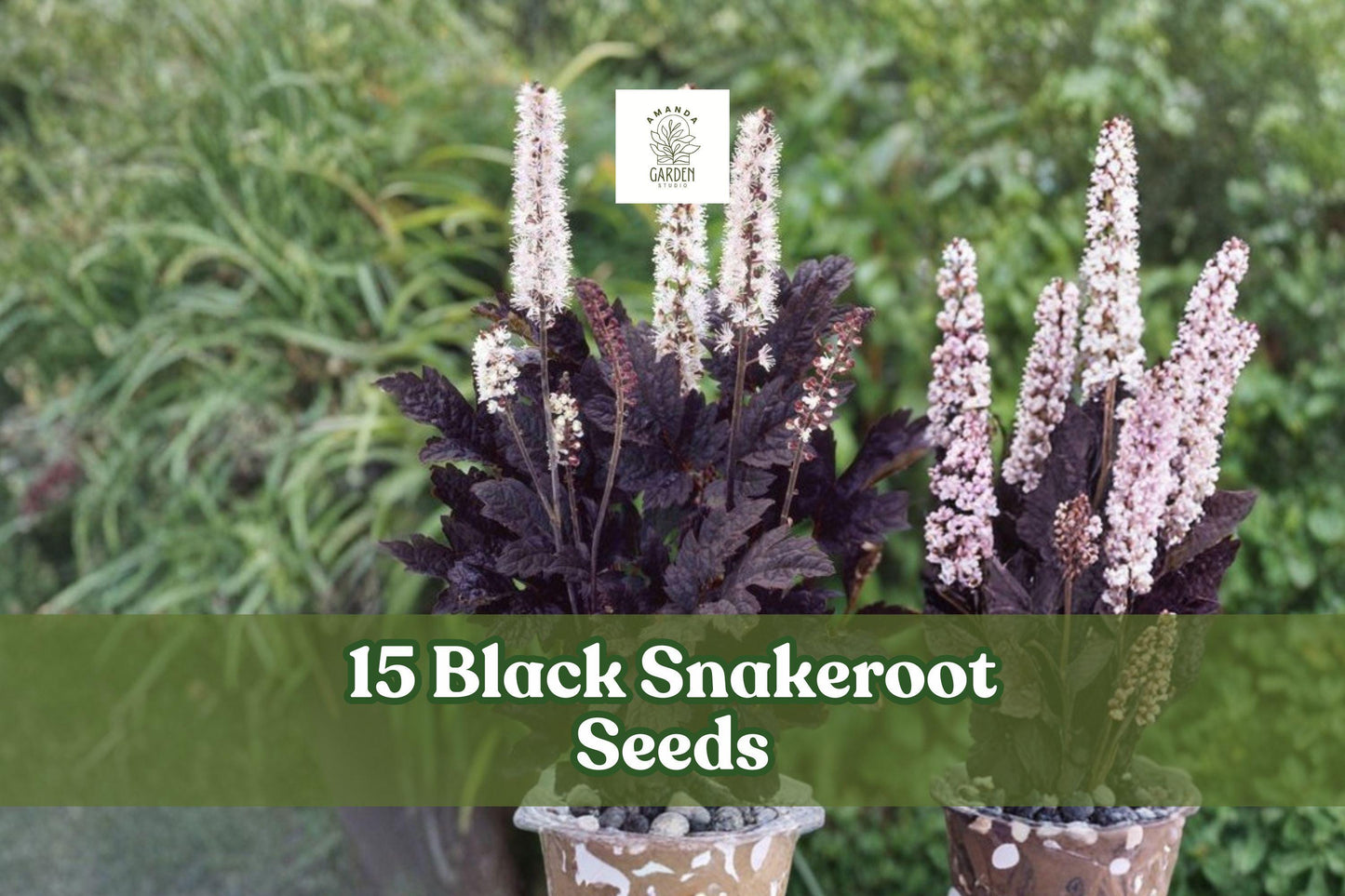 Black Snakeroot Seeds – Native Perennial Woodland Plant for Shade Gardens, Cimicifuga racemosa, 15 Seeds