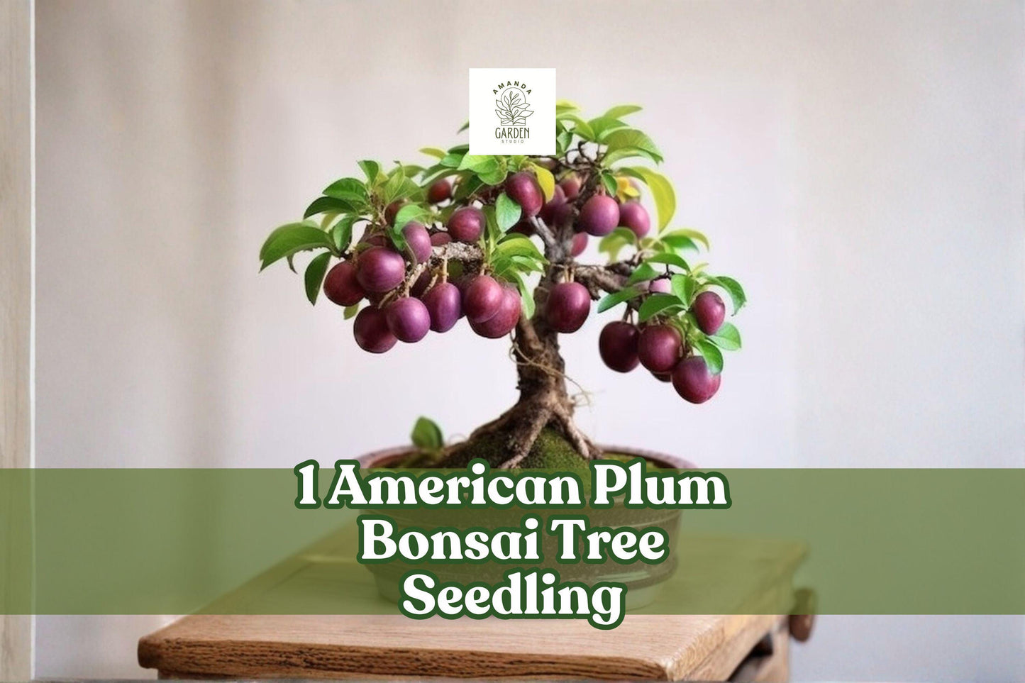 American Plum Bonsai Tree Seedling | Prunus americana | Native Deciduous Fruit Tree Starter for Bonsai & Planting