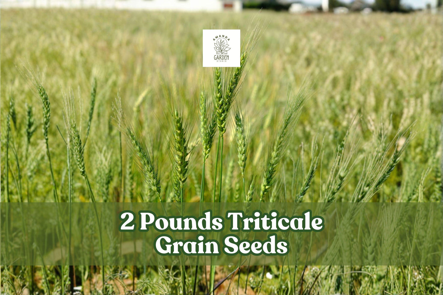2 Pounds Triticale Grain Seeds for Cover Crops and Garden Planting × Triticosecale