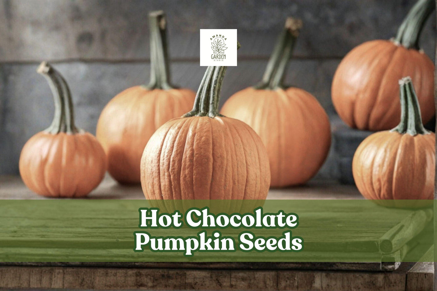 Hot Chocolate Pumpkin Seeds – 10 Pack, Unique Brown Cucurbita pepo Vining Pumpkin for Fall Gardens and Decorative Harvest