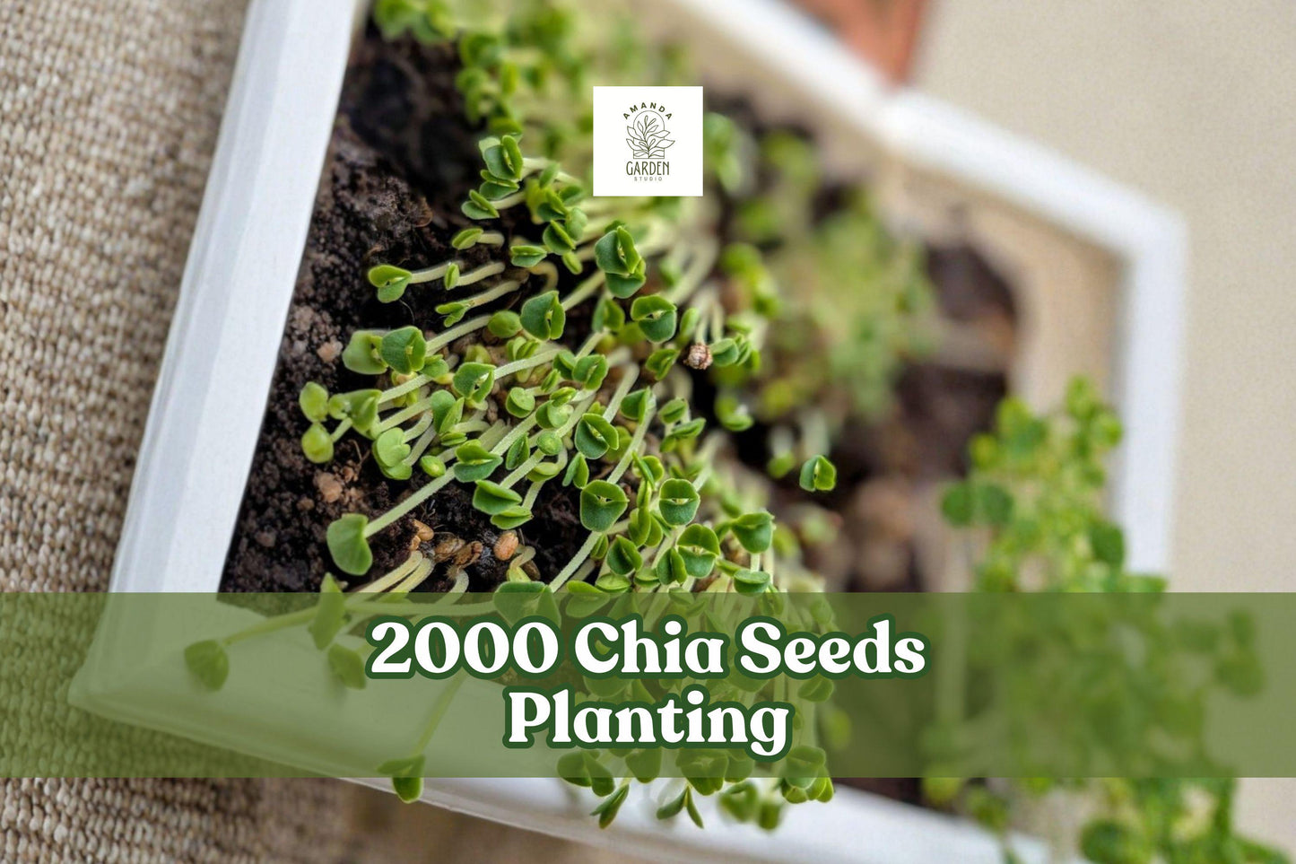 2000 Chia Seeds for Microgreens & Home Garden | Salvia hispanica Vegetable Herb Seeds for Indoor Growing