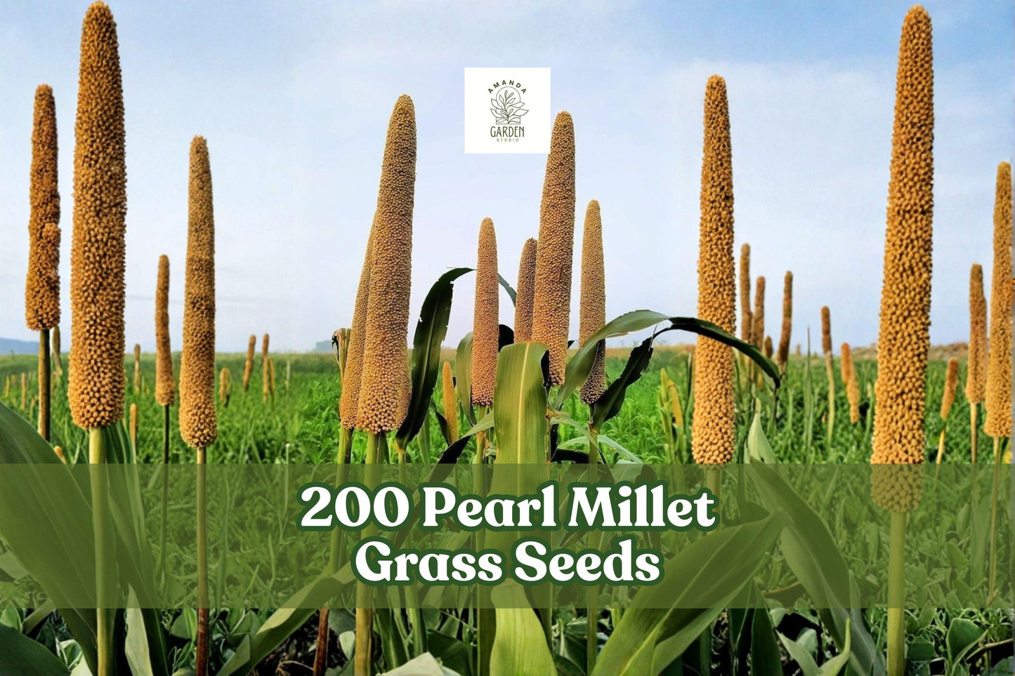 200 Pearl Millet Grass Seeds for Planting | Ornamental Tall Grass | Pennisetum glaucum | Garden Borders & Landscape