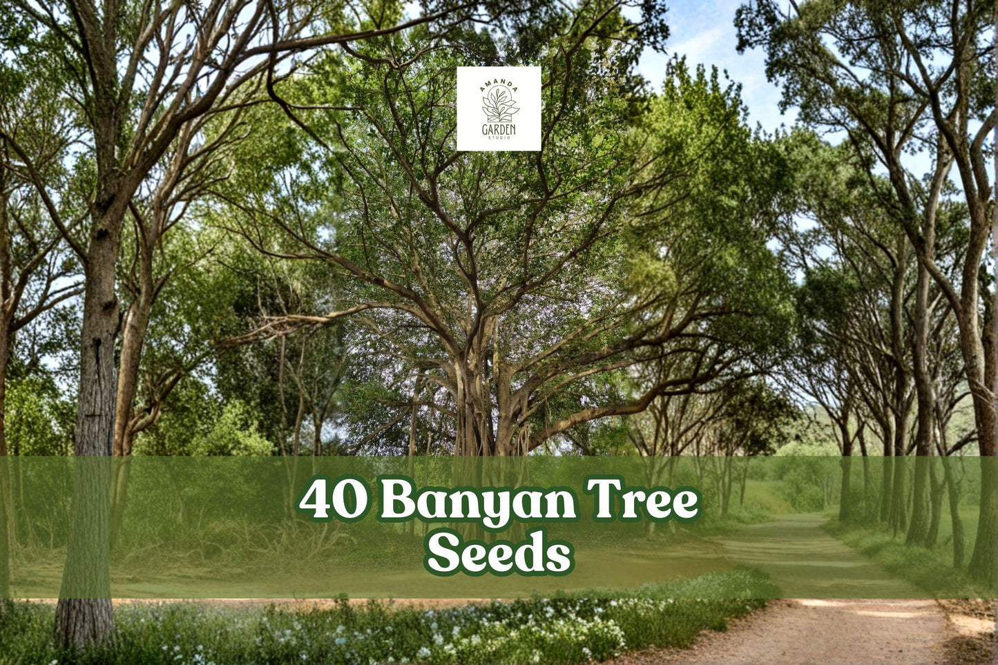 40 Banyan Tree Seeds Ficus benghalensis Tropical Ornamental Planting for Landscape & Container Growth