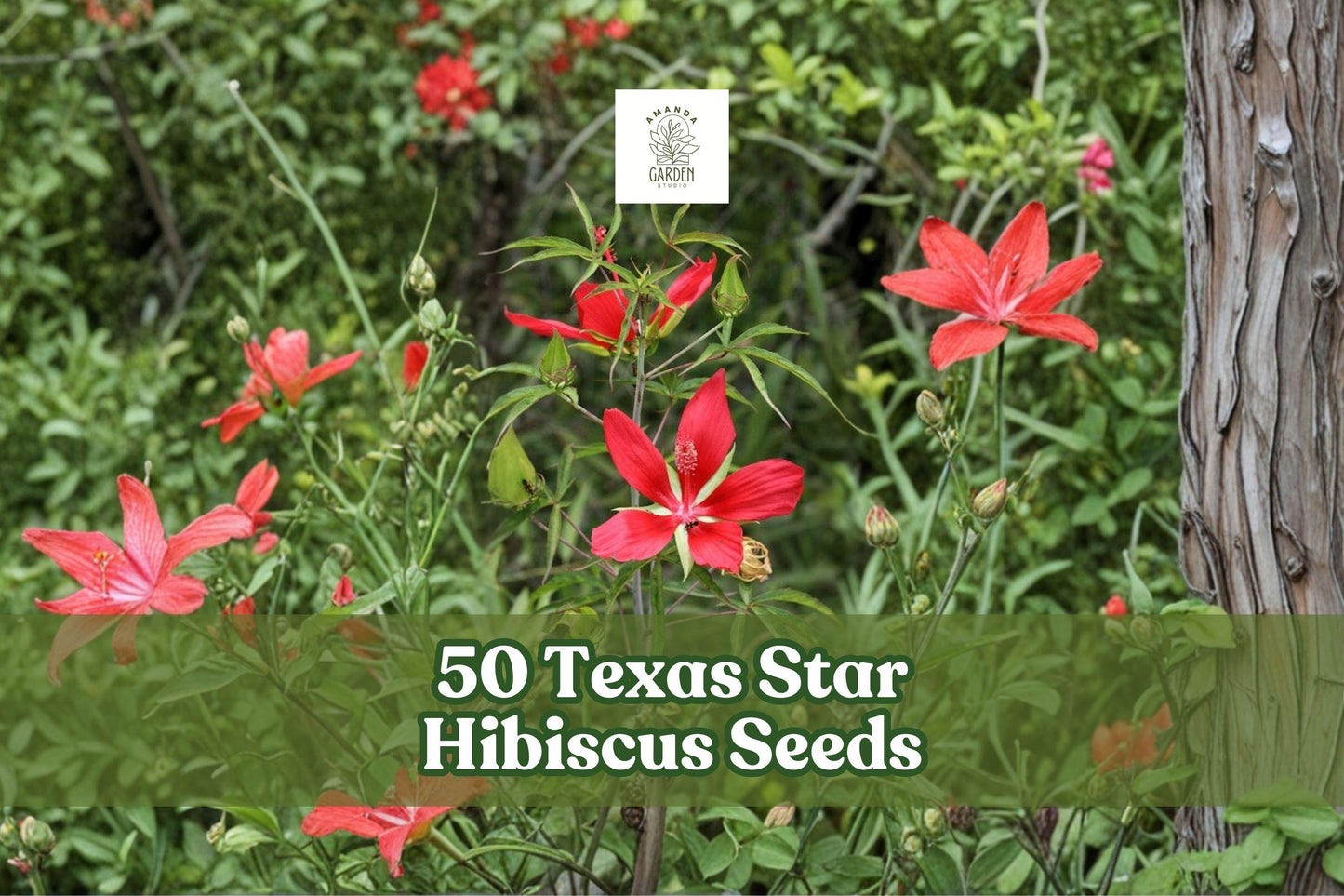 50 Texas Star Hibiscus Seeds – Hibiscus coccineus Red Flower Ornamental Perennial for Garden Beds & Landscaping