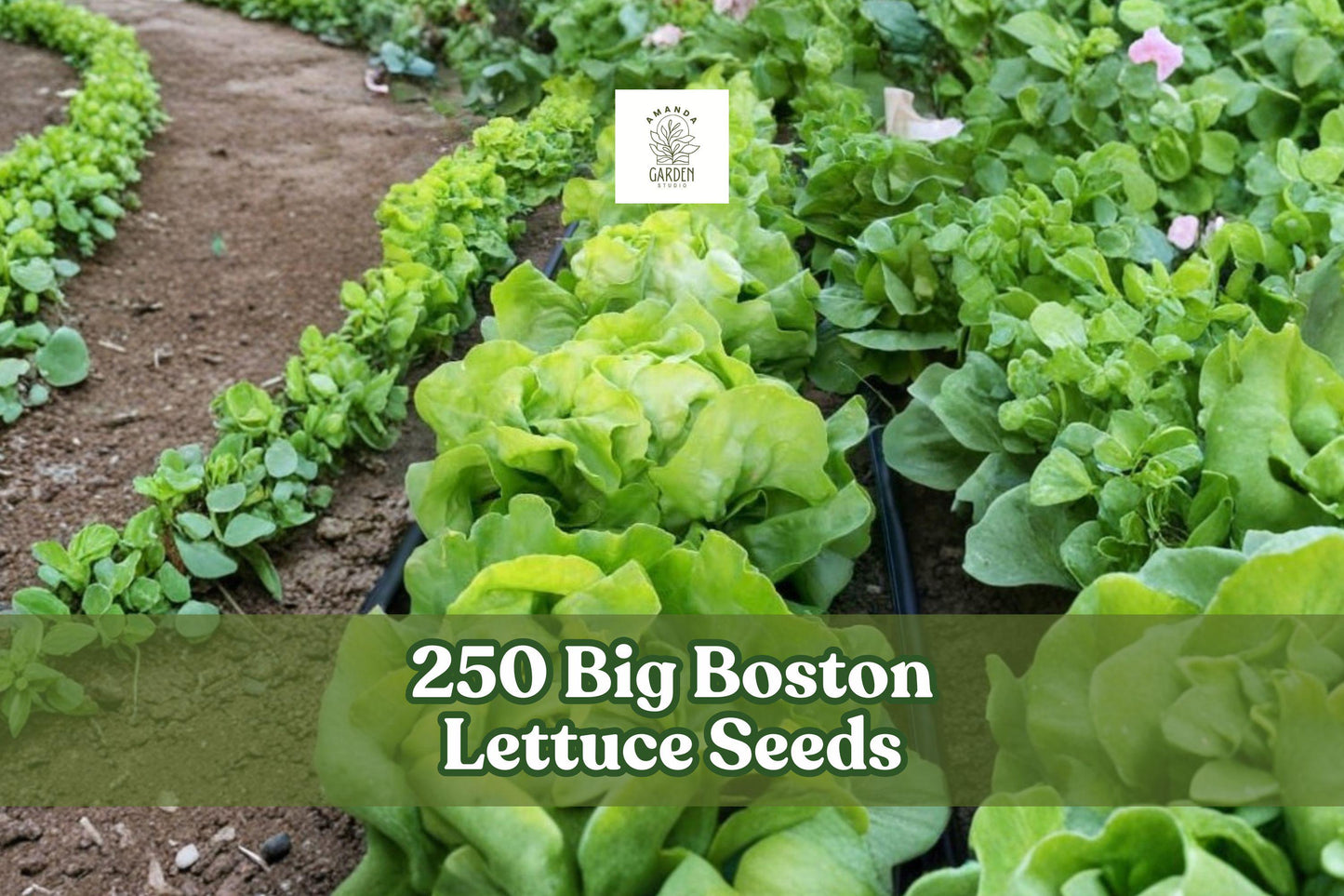 250 Big Boston Lettuce Seeds – Heirloom Butterhead Lactuca sativa for Home Garden, Raised Beds & Containers