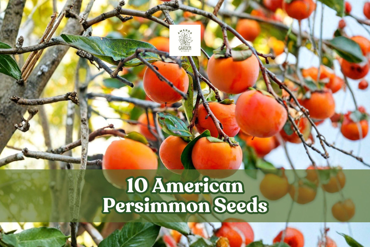 American Persimmon Seeds for Planting – Native Fruit Tree Seeds – Diospyros virginiana – Deciduous, Hardy, Drought-Tolerant