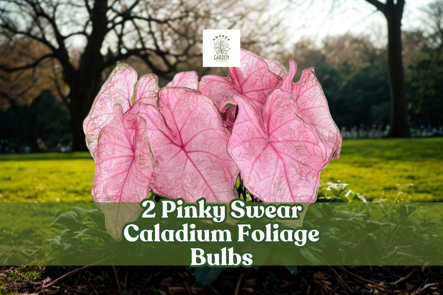 Pinky Swear Caladium Foliage Bulbs – Pink Heart-Shaped Leaves, Caladium bicolor, Shade Garden, Container Planting