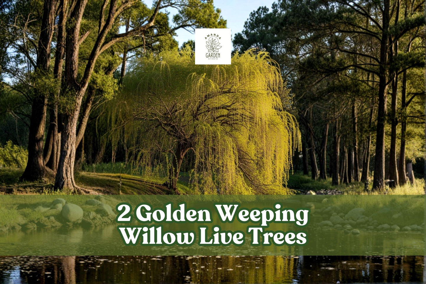 Golden Weeping Willow Live Trees - Ornamental Landscape, Arching Branches, Salix species, 2 Pack