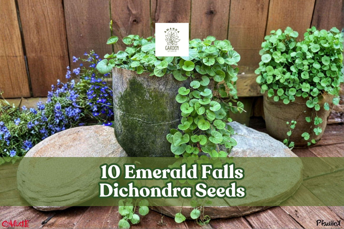 10 Emerald Falls Dichondra Seeds for Trailing Ornamental Foliage, Dichondra argentea for Hanging Baskets & Garden