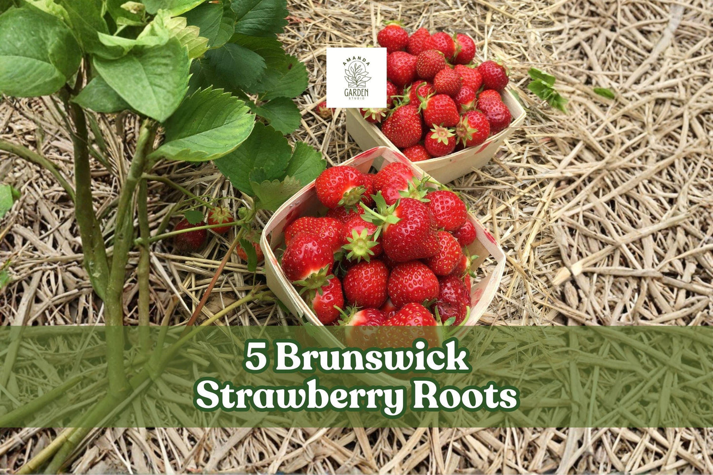 Bare Root Brunswick Strawberry Plants – 5 Roots for Garden, Outdoor Strawberry Planting, Fruit-Bearing, Full Sun, Well-Draining Soil