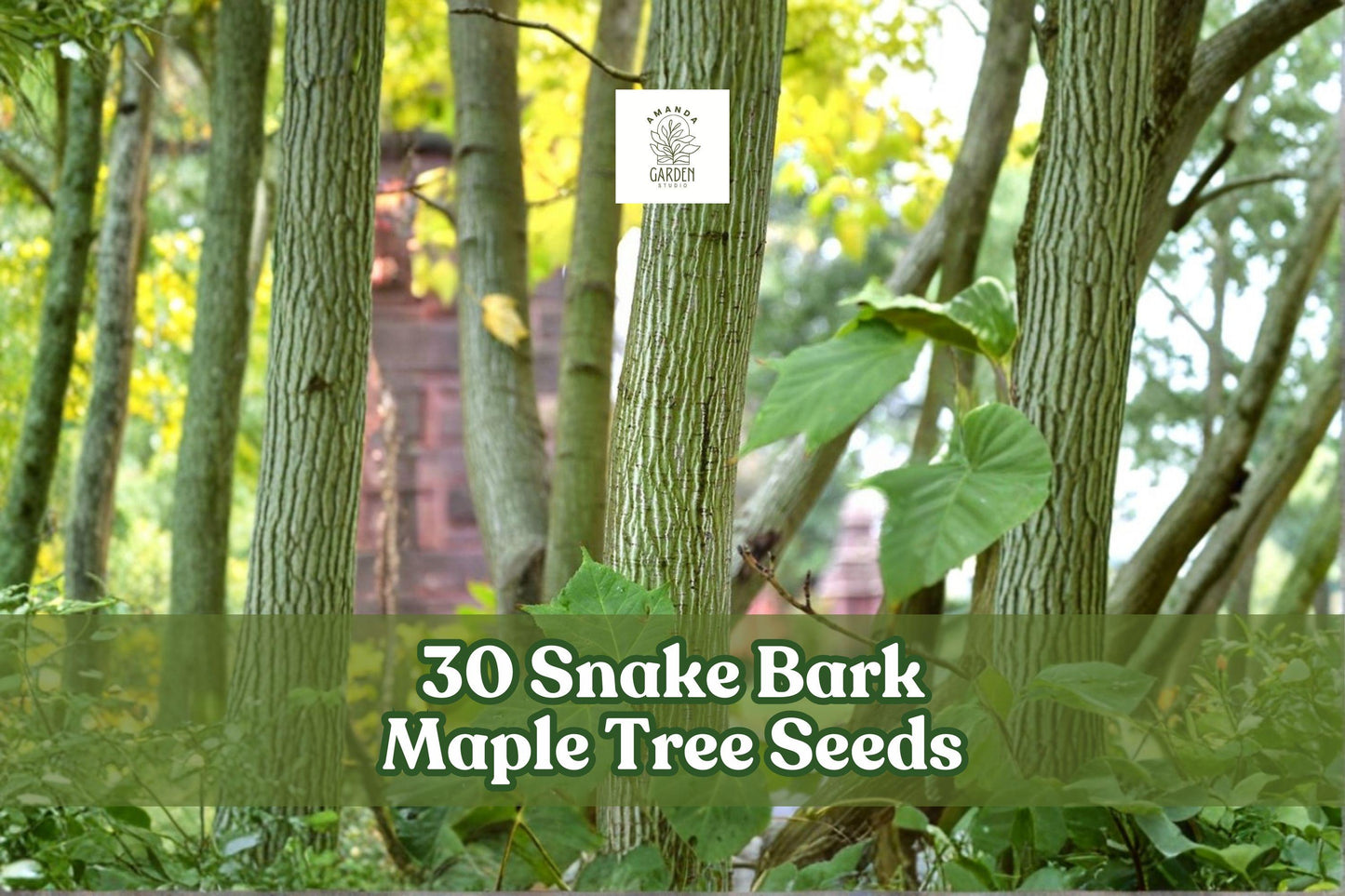 Snake Bark Maple Seeds, Acer capillipes, Ornamental Deciduous Tree for Garden & Landscape, 30 Seeds