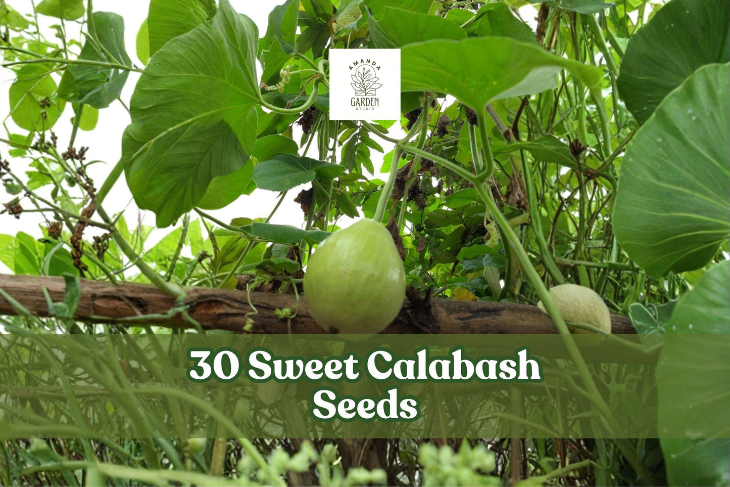30 Sweet Calabash Seeds for Planting | Passiflora maliformis Tropical Passionflower Vine