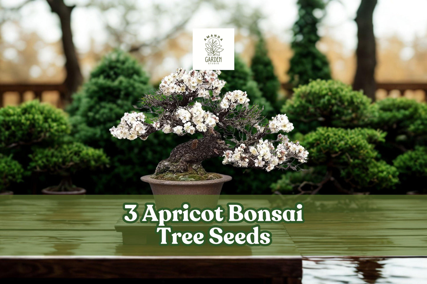 Apricot Tree Seeds – 3 Large Prunus armeniaca Fruit Tree Seeds for Bonsai, Ornamental, and Container Growing