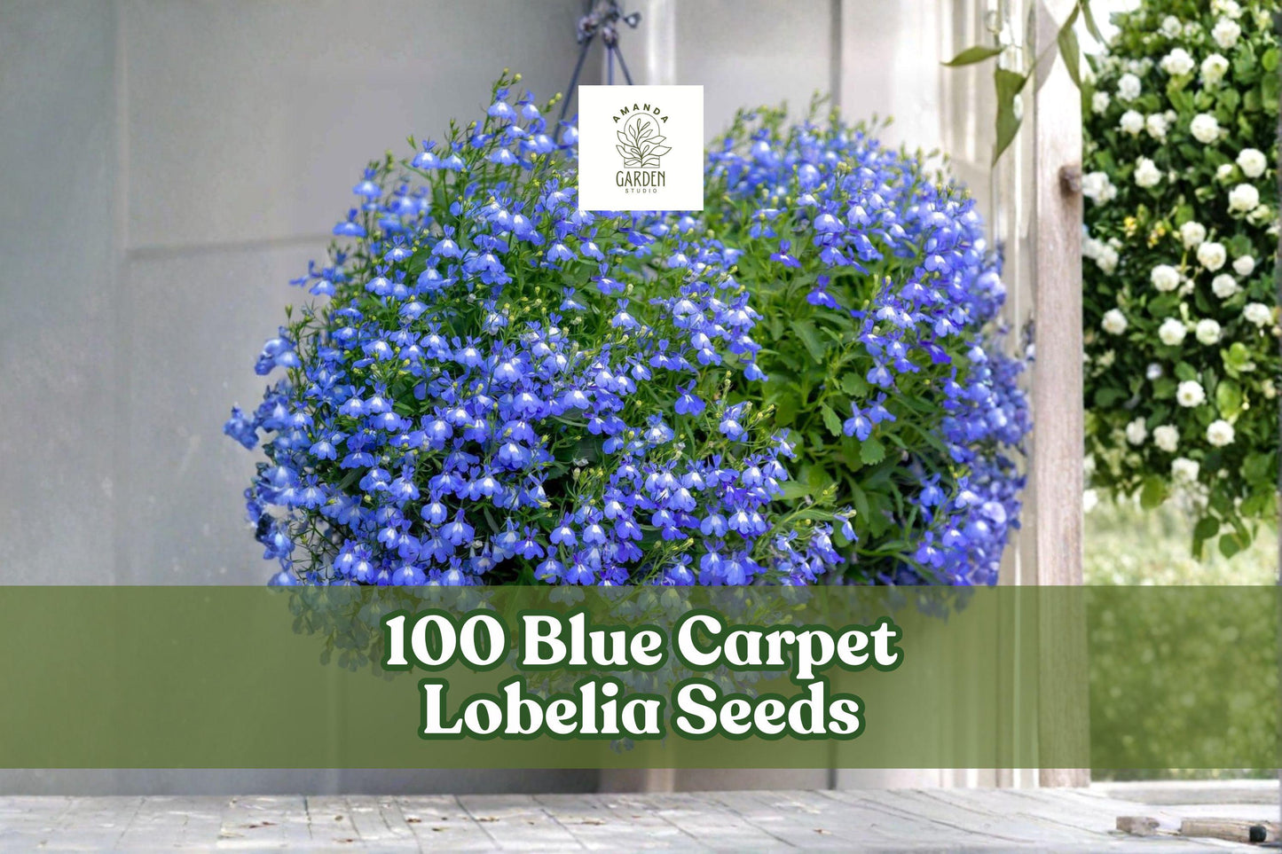 Blue Carpet Lobelia Seeds – Lobelia erinus, Bright Blue, Annual Flower for Containers, Ground Cover & Edging