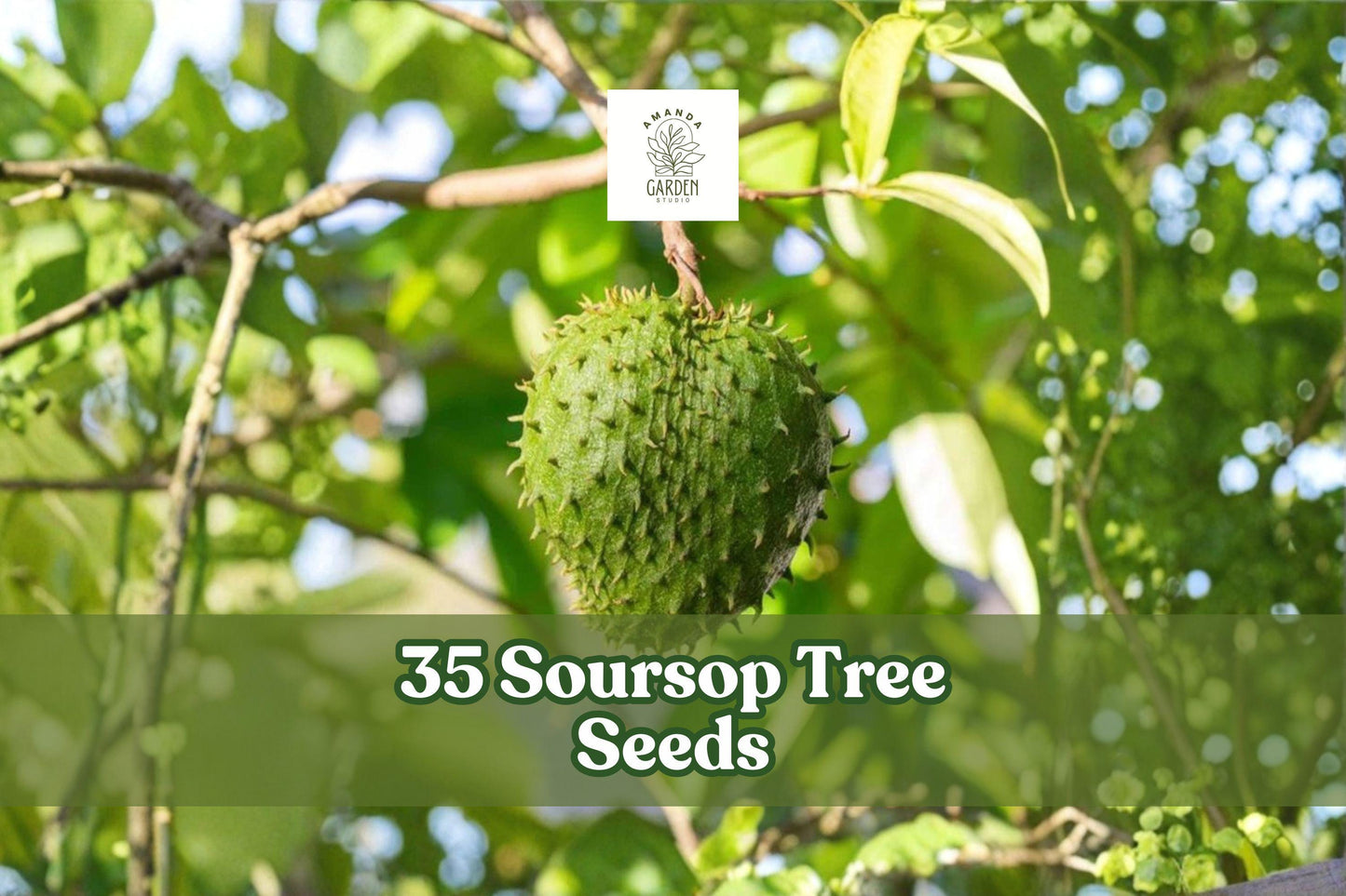 35 Soursop Tree Seeds for Planting Tropical Fruit Tree Annona muricata for Garden or Container Growth
